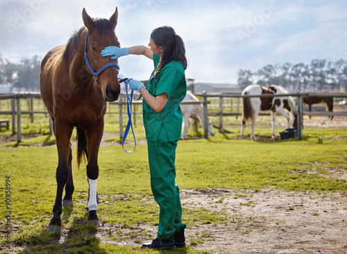 Cuadro en lienzo Horse, vet and stroke on farm for health, examination and leg injury of stallion at ranch