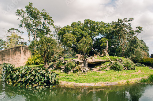 two female lions are in Auckland zoo with a good environment. photo