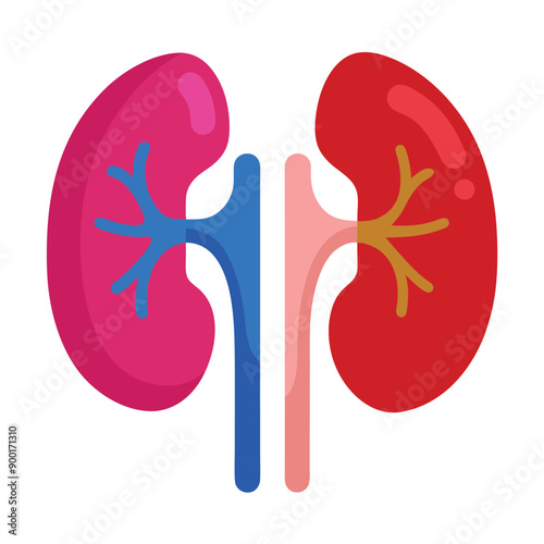 illustration of left and right kidney on white