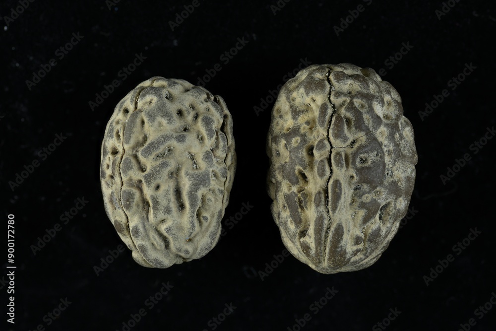Small seed nut looking like a human brain structure seed found on tropical beach Small seed nut looking like a human brain structure seed found on tropical beach