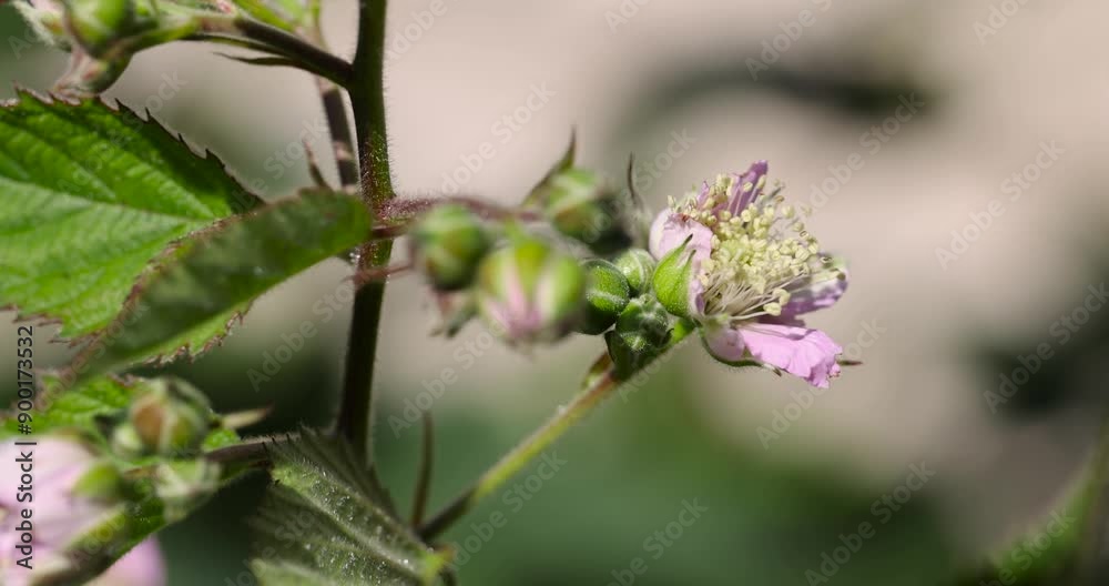a blackberry bush during flowering and the appearance of the first unripe berries, an orchard in which blackberries are grown a blackberry bush during flowering and the appearance of the first unripe berries, an orchard in which blackberries are grown