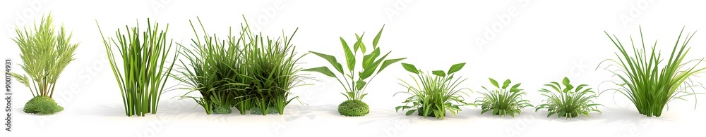 Different grasses in a white background Different grasses in a white background