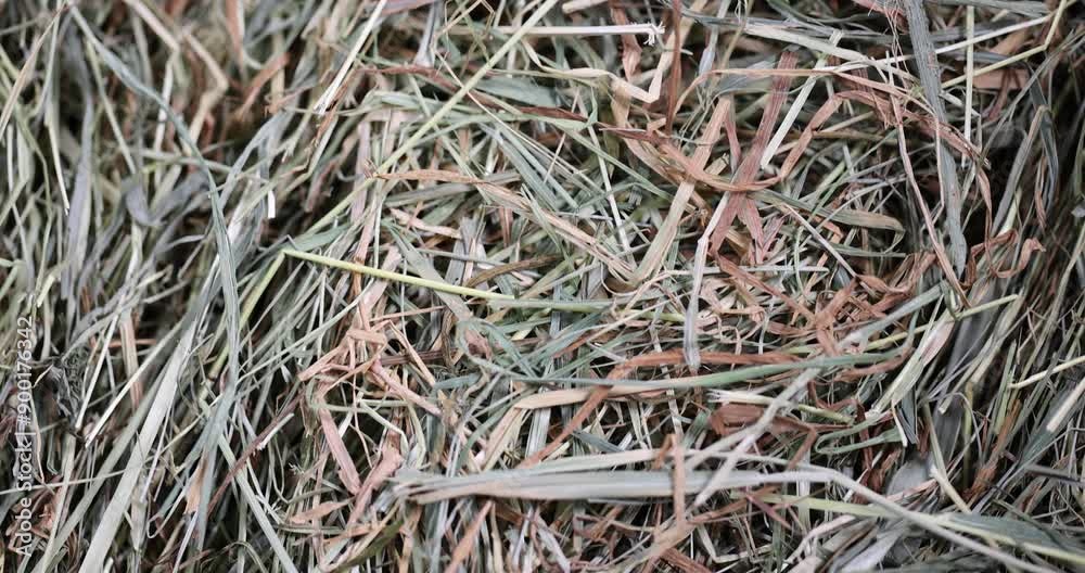 dry grass hay for animal feeding, Dehydrated Dried Grass for hay production in agriculture dry grass hay for animal feeding, Dehydrated Dried Grass for hay production in agriculture