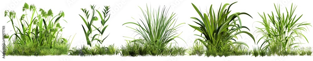 Fototapeta premium Different grasses in a white background