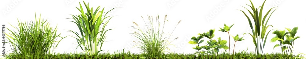 Naklejka premium Different grasses in a white background