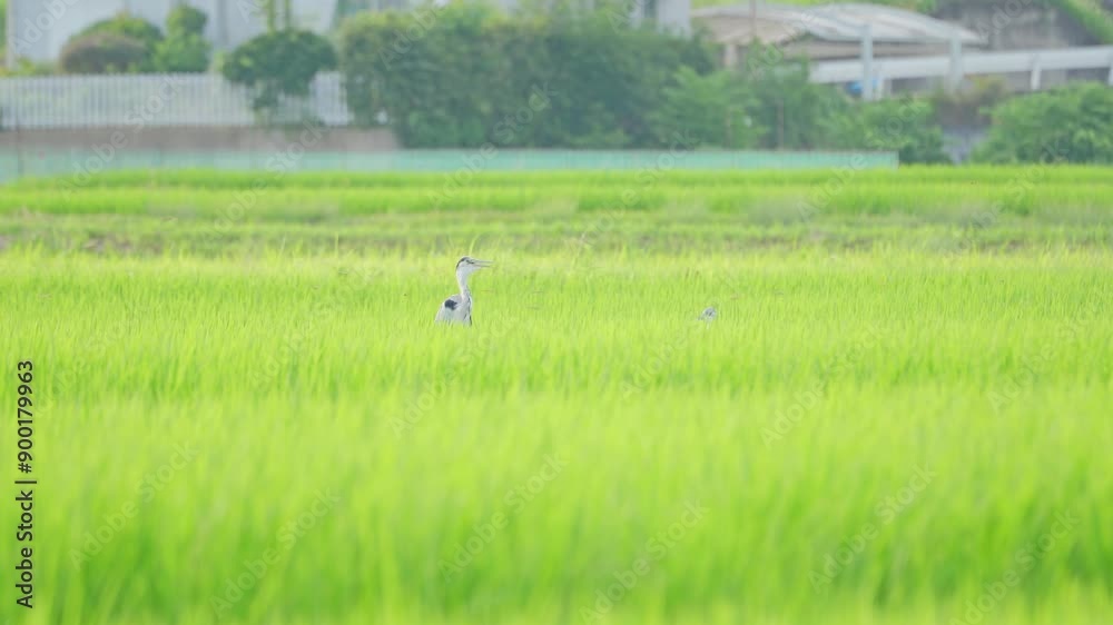 Blue gray heron searching for food in rice paddies
