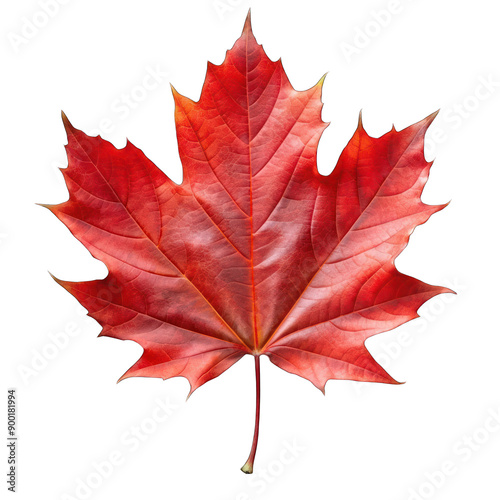 Red maple leaf isolated on transparent background