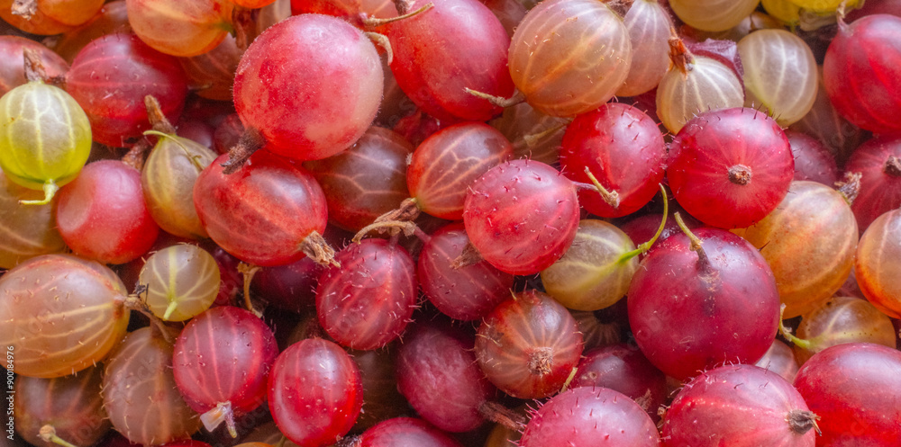 gooseberries close-up background gooseberries close-up background