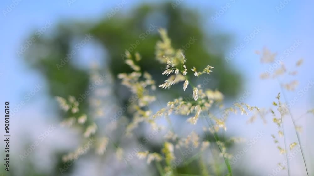 Flower of the grass blowing in the wind.Shooting in slow motion. Flower of the grass blowing in the wind.Shooting in slow motion.