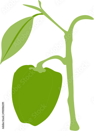 Capsaicin Plant