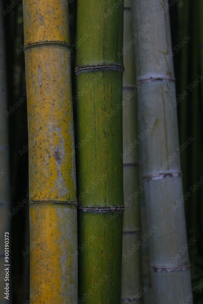 Close up from green, yellow bamboo poles in Kyoto Japan Close up from green, yellow bamboo poles in Kyoto Japan