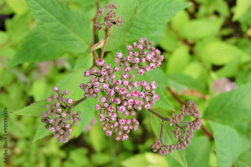 A close-up of rose-pink Japanese spiraea opening buds and green leaves A close-up of rose-pink Japanese spiraea opening buds and green leaves