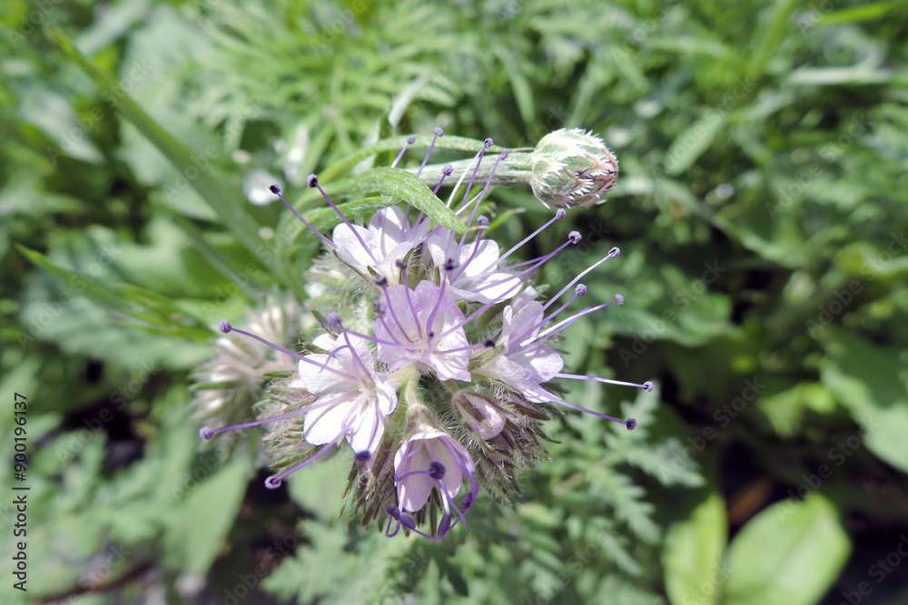 Lavender lacy phacelia flowers in close-up Lavender lacy phacelia flowers in close-up
