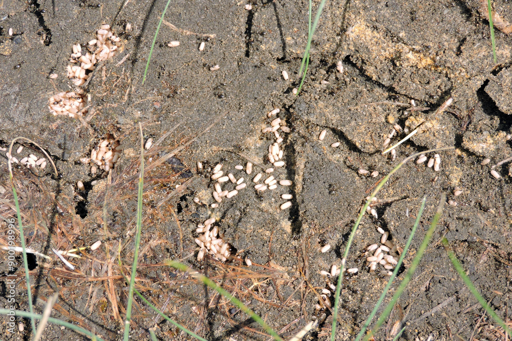 Black garden ants in a nest trying to carry eggs and larvae through its tunnels Black garden ants in a nest trying to carry eggs and larvae through its tunnels
