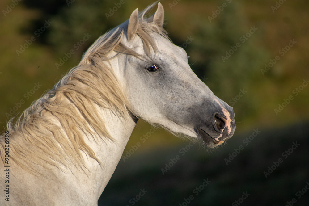 Fototapeta premium white horse portrait