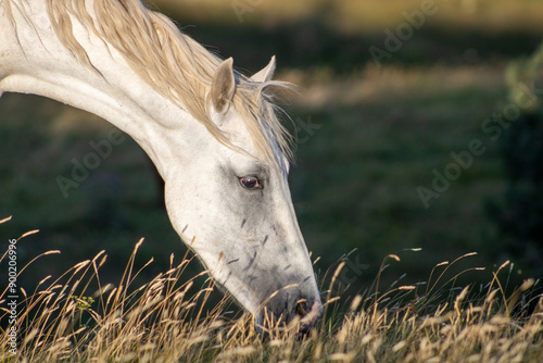 white horse portrait