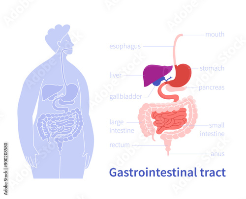 Vector graphic of the human gastrointestinal tract