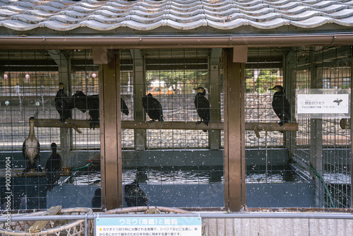 宇治の鵜飼い photo