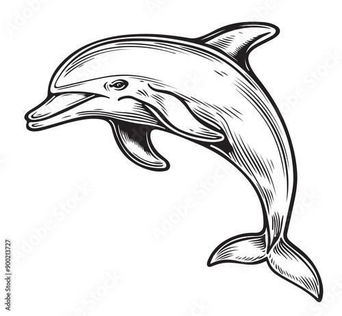Dolphin. A graphic, black-and-white sketch-style image of a dolphin on a white background. Digital vector graphics