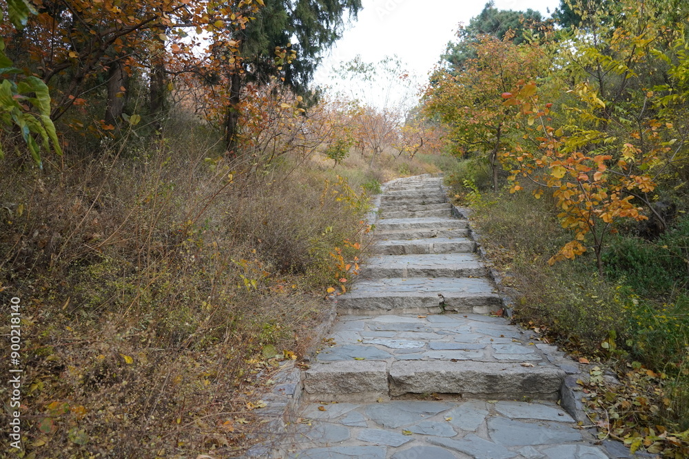 Obraz premium path in the woods