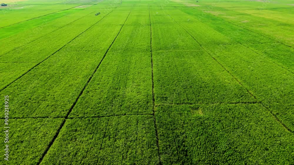 Drone view from top of green rice field Drone view from top of green rice field
