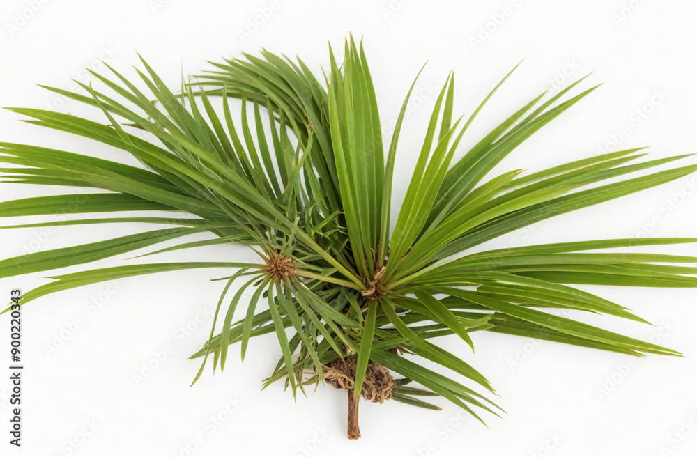 Saw palmetto, herbal medicine isolated on white background Saw palmetto, herbal medicine isolated on white background