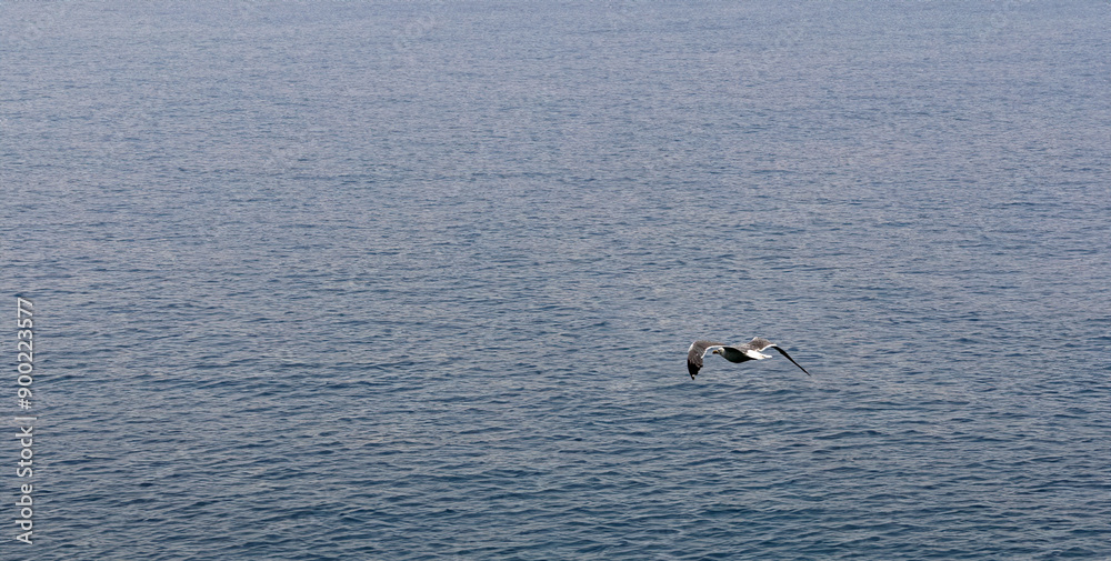 Naklejka premium A seagull flies over the sea