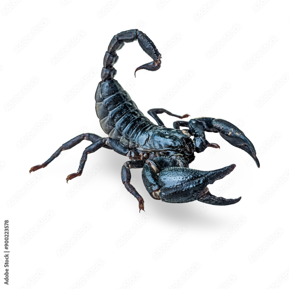 Black Scorpion isolated on transparent Background: A detailed and menacing black scorpion with prominent claws and a segmented tail, isolated on a pure white background. Perfect for sense of danger