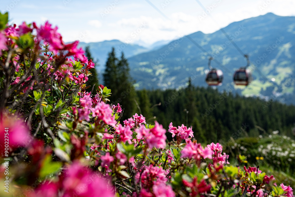 Alpenrosen in den Schweizer Alpen Alpenrosen in den Schweizer Alpen