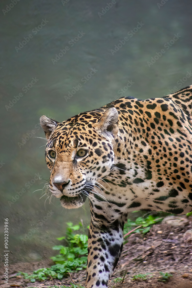 close up of leopard close up of leopard