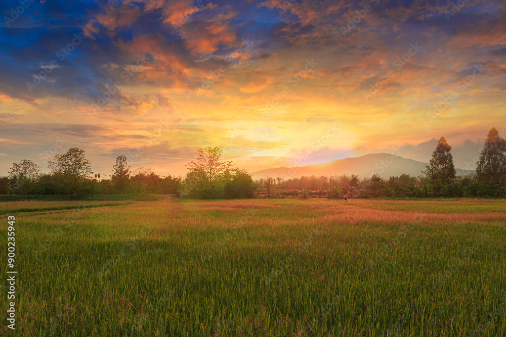 Fototapeta premium Landscape sky cloud background with light sunset in fields.