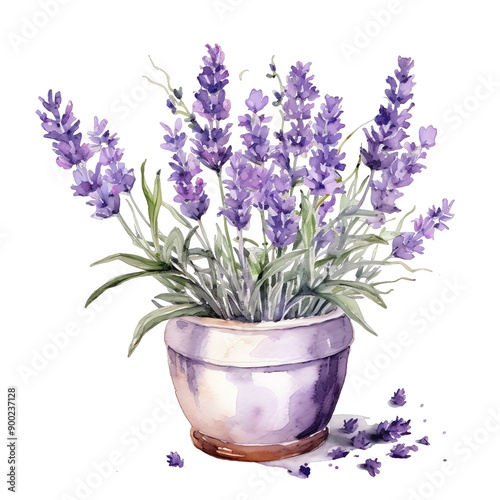 Lavender plant watercolor illustration, lavender clipart