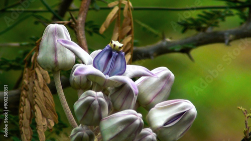 magnolia flower in bloom photo