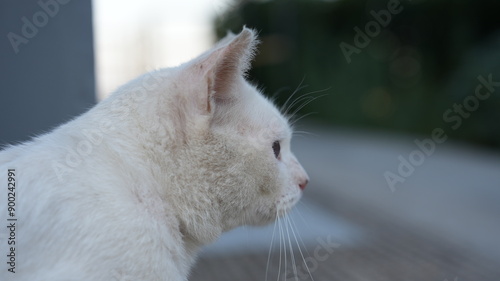 White cat with blue eyes 1