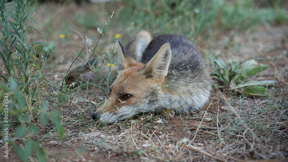 Obraz premium Fox 12