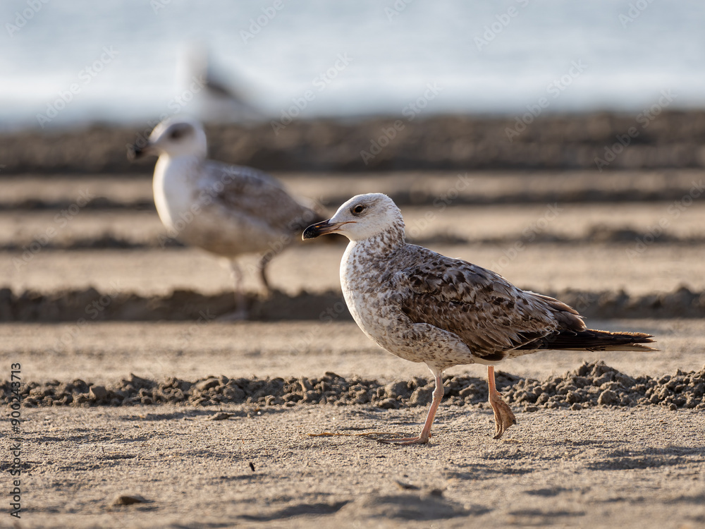 Seagulls in the morning on the beach of Santa Pola, Spain Seagulls in the morning on the beach of Santa Pola, Spain