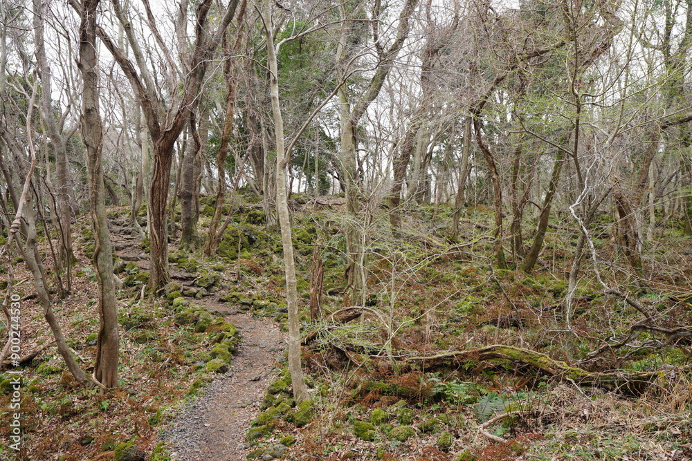 spring pathway through dreary forest spring pathway through dreary forest