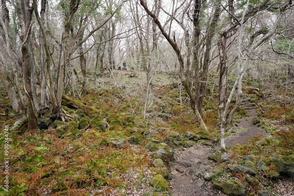 spring pathway through dreary forest spring pathway through dreary forest
