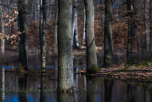 Fototapeta Naklejka Na Ścianę i Meble -  Leśne rozlewisko
