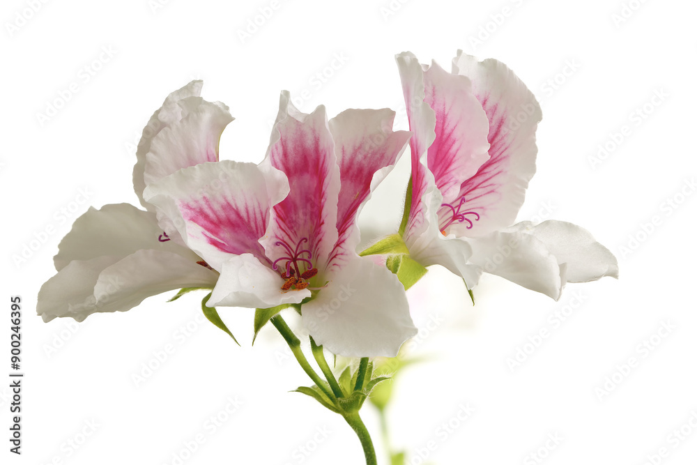 Obraz premium Pelargonium or Pelargonium Grandiflorum flower on a light background