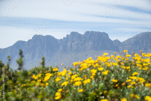 Yellow flowers in a field with mountain landscape