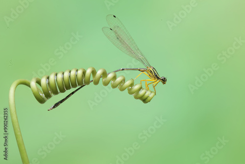 A yellow featherleg is resting on the vine of a wild plant. This insect has the scientific name Copera marginipes. photo