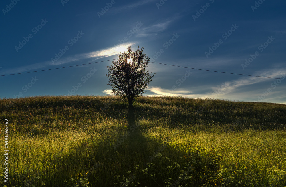 Fototapeta premium Samotne drzewo