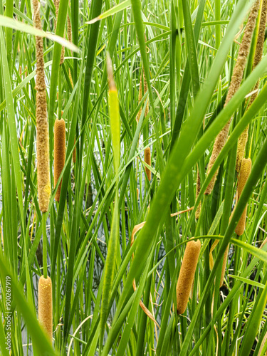 Lake river shore reeds in the water. Reeds on the water in the lake in nature