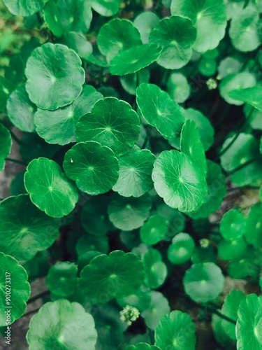 Background of a set of green leaves blooming garden.