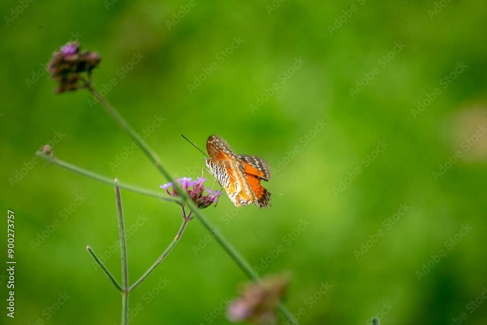 Close up photo of butterfly and blurred background. Close up photo of butterfly and blurred background.