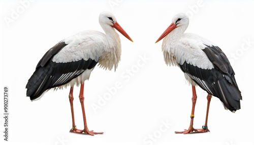 two white stork isolated on white background