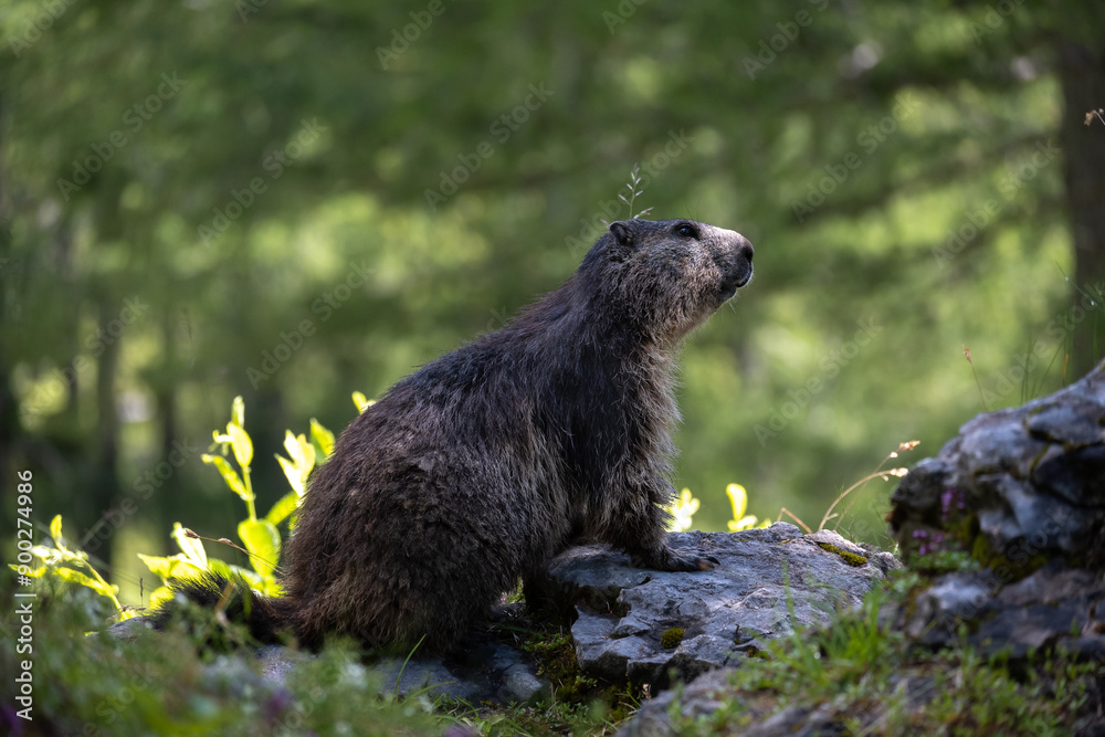 Naklejka premium Murmeltier im Gegenlicht.