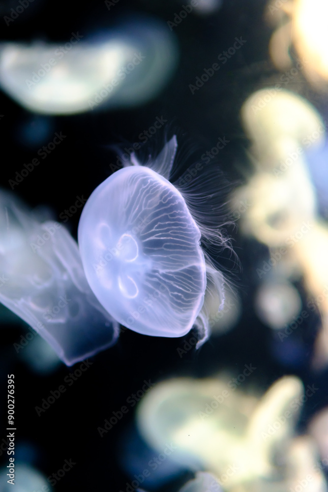 Obraz premium Beautiful colorful close-up jellyfish background