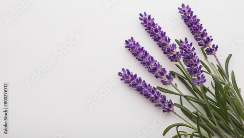 Lavender flowers isolated on white background. Copy space for text